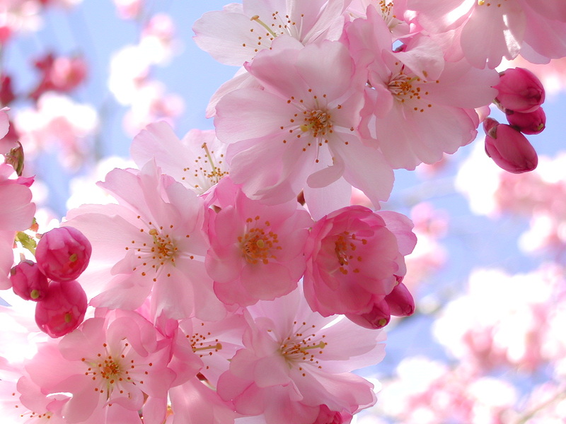 Sakura, the cherry blossoms